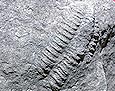 Rock with fossils